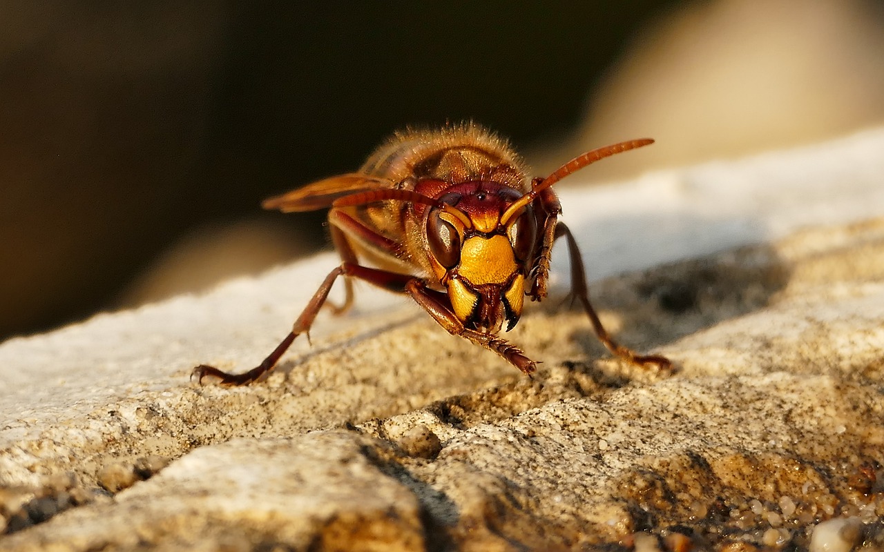 hornet, wasp, insect-6380515.jpg